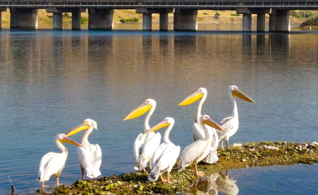Pelikanların göç yolculuğu