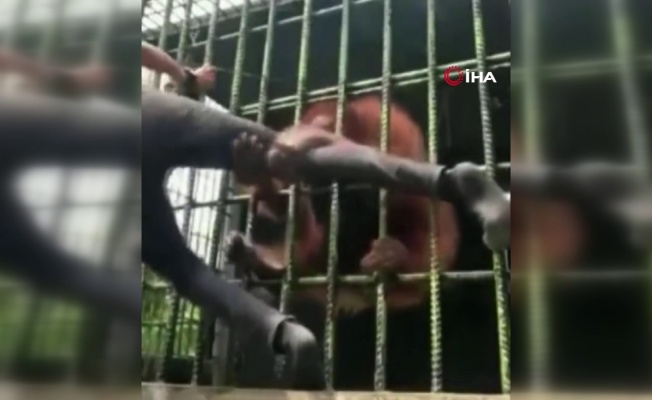 Sinirlendirdiği orangutandan dakikalarca kurtulamadı