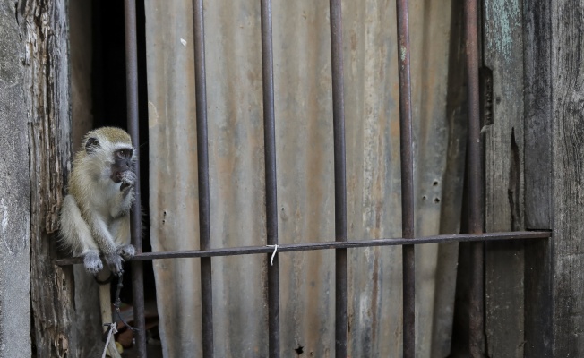 Tanzanya’da maymunların kaçırdığı 1 aylık bebek öldü