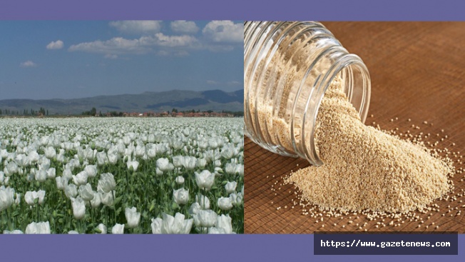 Haşhaş tohumu ihracatında yüzde 923’lük rekor artış