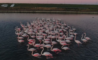 İstanbul’da flamingolar büyüledi