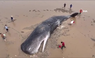 60 tonluk balinayı 20 saatte kurtardılar