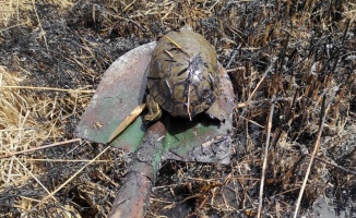 Yanlış ihbar kaplumbağaları yanmaktan kurtardı