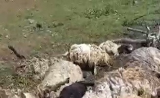 Koyunlar gök gürültüsünden korkup öldüler