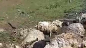Koyunlar gök gürültüsünden korkup öldüler