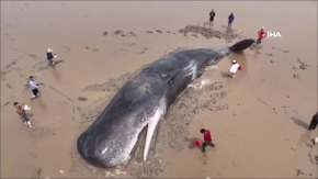 60 tonluk balinayı 20 saatte kurtardılar