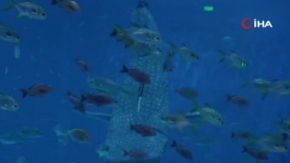 Çin’de robot balina köpekbalığı tanıtıldı